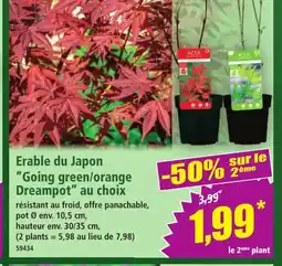 Norma Erable du Japon Going green/orange Dreampot offre