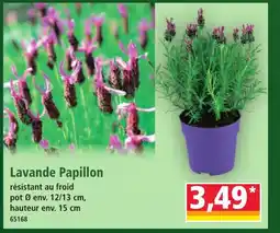 Norma Lavande Papillon offre