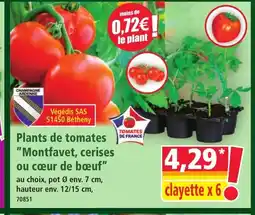 Norma Plants de tomates Montfavet, cerises ou cœur de bœuf offre