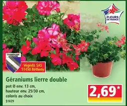 Norma Géraniums lierre double offre