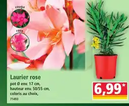 Norma Laurier rose offre