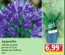 Norma Agapanthe offre