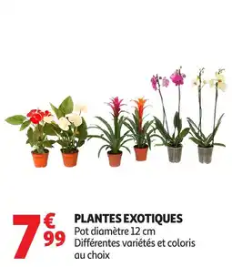 Auchan Plantes exotiques offre