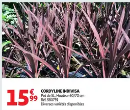 Auchan Cordyline indivisa offre