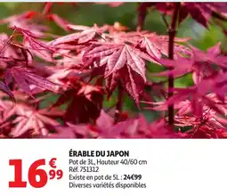Auchan Érable du japon offre