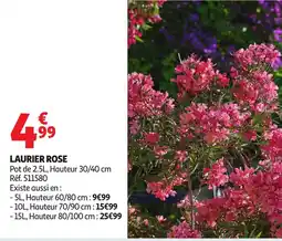 Auchan Laurier rose offre