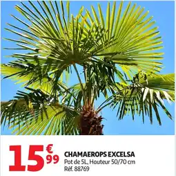 Auchan Chamaerops excelsa offre