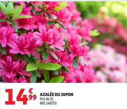 Auchan Azalée du japon offre