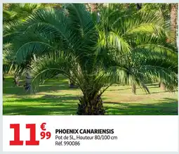 Auchan Phoenix canariensis offre
