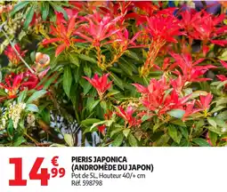 Auchan Pieris japonica (andromède du japon) offre