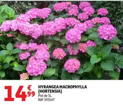 Auchan Hyrangea macrophylla (hortensia) offre