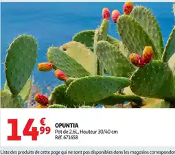 Auchan Opuntia offre