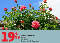 Auchan Rosier grimpant offre