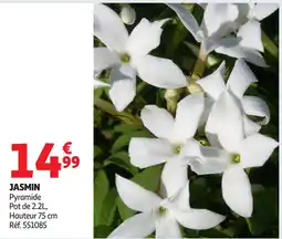 Auchan Jasmin offre