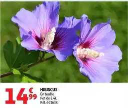 Auchan Hibiscus offre