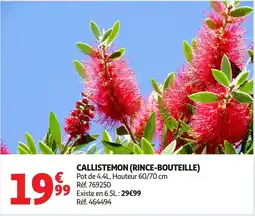 Auchan Callistemon (rince-bouteille) offre