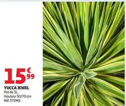 Auchan Yucca jewel offre