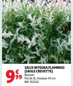 Auchan Salix integra flamingo (saule crevette) offre