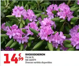 Auchan Rhododendron offre