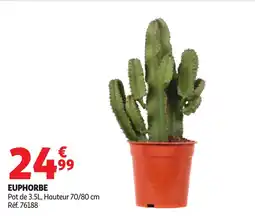 Auchan Euphorbe offre