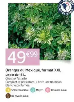 Jardiland Mars - oranger du mexique, format xxl offre