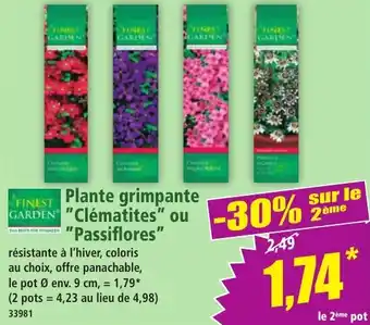 Finest garden plante grimpante clématites ou passiflores