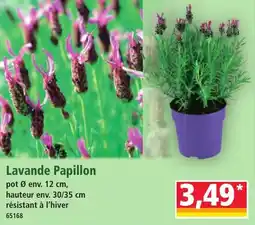 Norma Lavande papillon offre