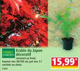 Norma Finest garden erable du japon décoratif offre