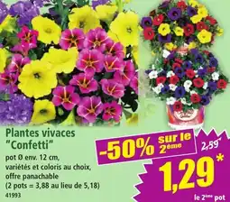 Norma Plantes vivaces confetti offre