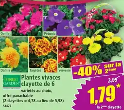 Norma Finest garden plantes vivaces clayette de 6 offre