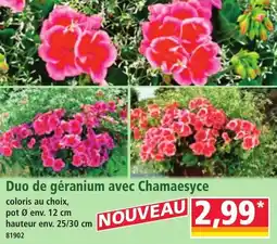 Norma Duo de géranium avec chamaesyce offre