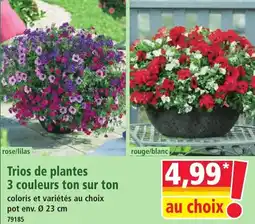 Norma Trios de plantes 3 couleurs ton sur ton offre