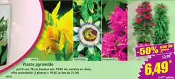 Norma Plante pyramide offre