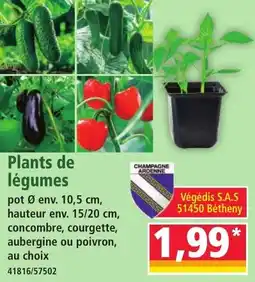 Norma Plants de légumes offre