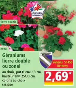 Norma Géraniums lierre double ou zonal offre