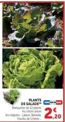 Hyper U Plants de salade offre