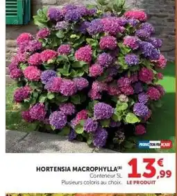 Hyper U HORTENSIA MACROPHYLLA offre