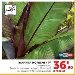 Hyper U BANANIER D'ORNEMENT offre