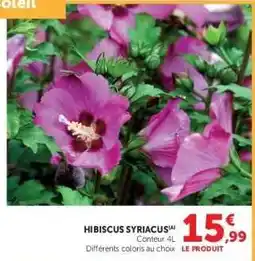Hyper U HIBISCUS SYRIACUS offre