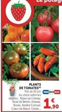 Hyper U Plants de tomates offre