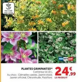 Hyper U Plantes grimpantes offre