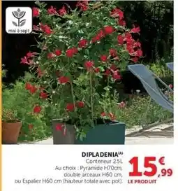Hyper U Dipladenia offre