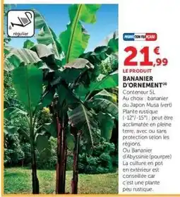 Super U BANANIER D'ORNEMENT offre