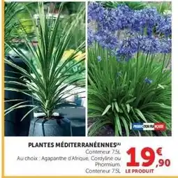 Super U PLANTES MÉDITERRANÉENNES offre