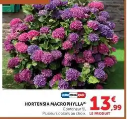 Super U HORTENSIA MACROPHYLLA offre