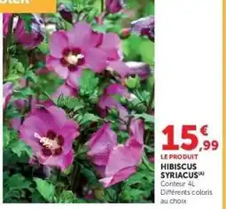 Super U HIBISCUS SYRIACUS offre
