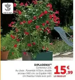 Super U Dipladenia offre
