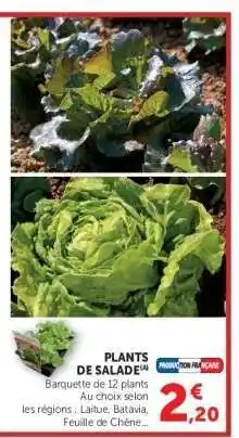 Plants de salade