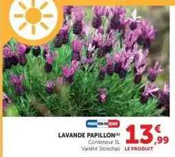 Super U Lavande papillon offre
