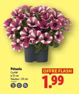 Lidl Pétunia offre
